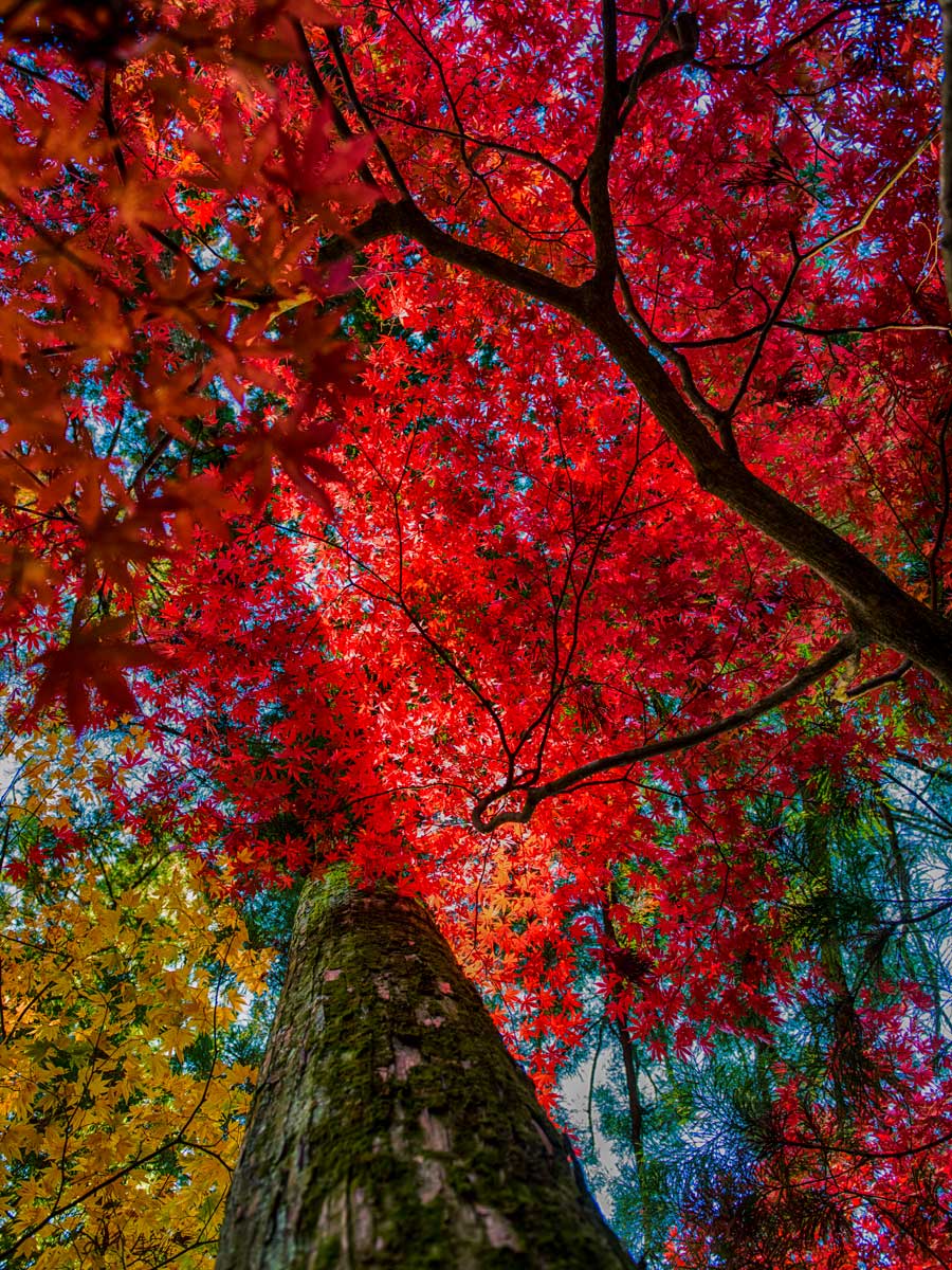 ILFORD GALERIE Satin Photo 260